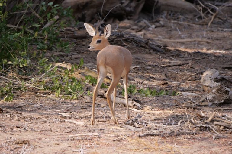 打造理想居家環境：地板香港選擇與安裝全攻略