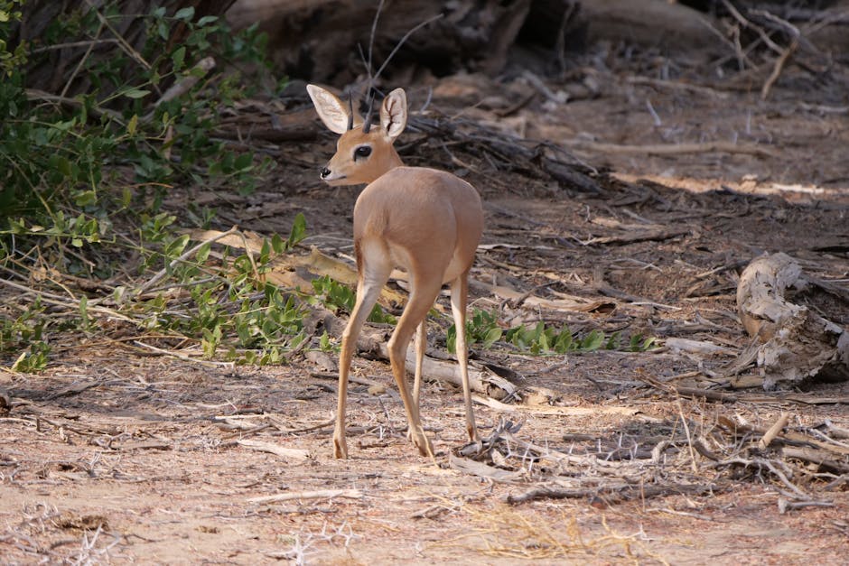 打造理想居家環境：地板香港選擇與安裝全攻略