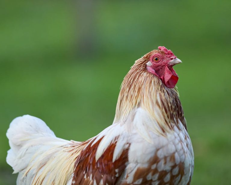 高爾夫球練習場的分析與步驟指南