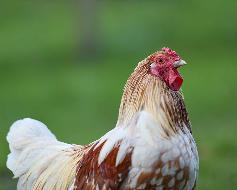 高爾夫球練習場的分析與步驟指南