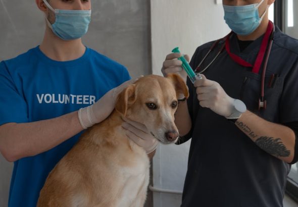 獸醫急症：冷靜解讀與有效應對